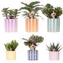 Kolibri Greens | Mix van groene planten + Painted Stripe...