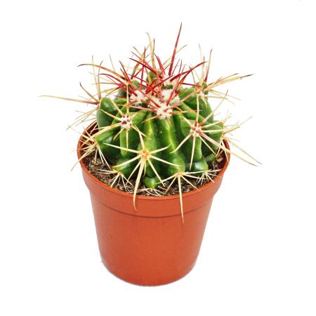 Ferocactus stainesii - small plant in 5.5cm pot