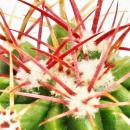 Ferocactus stainesii - petite plante en pot de 5,5 cm