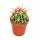 Ferocactus stainesii - small plant in 5.5cm pot