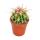 Ferocactus stainesii - petite plante en pot de 5,5 cm