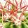 Ferocactus stainesii - petite plante en pot de 5,5 cm