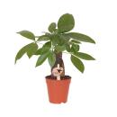 Kolibri Greens | Pachira ⌀9 cm