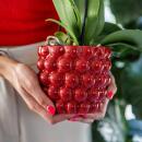 Kolibri Company Plantenset Rode Phalaenopsis Orchidee Congo en Succulenten incl. keramieken Berry sierpotten