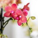 Kolibri Company Plantenset Rode Phalaenopsis Orchidee Congo en Succulenten incl. keramieken Berry sierpotten