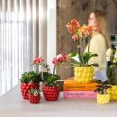 Kolibri Company Plantenset Rode Phalaenopsis Orchidee Congo en Succulenten incl. keramieken Berry sierpotten
