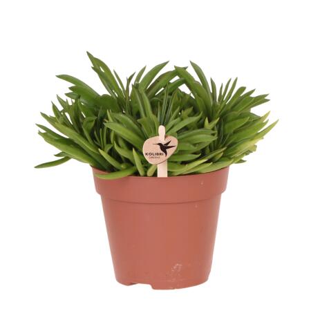 Kolibri Greens - Succulent Happy Beam - potmaat Ø12cm - vers van de kweker