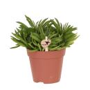 Kolibri Greens - Succulent Happy Beam - potmaat...