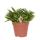 Kolibri Greens - Succulent Happy Beam - potmaat Ø12cm - vers van de kweker