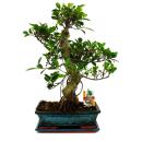 Figuier chinois Bonsaï - Ficus retusa - env. 12-15 ans