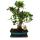 Bonsai Chinesischer Feigenbaum - Ficus retusa - ca. 12-15 Jahre