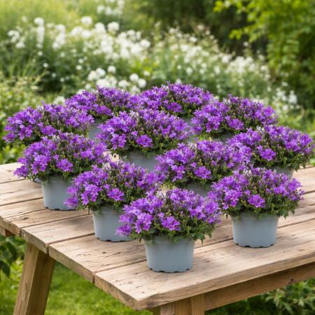 Campanula Addenda - cloche à fleurs rustique - idéale pour 2 m² - pot de 12cm - 18cm de haut - 12 pièces