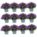 Campanula Addenda - cloche à fleurs rustique - idéale pour 2 m² - pot de 12cm - 18cm de haut - 12 pièces