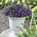 Campanula Addenda - cloche à fleurs rustique - idéale pour 2 m² - pot de 12cm - 18cm de haut - 12 pièces
