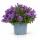 Campanula Addenda - cloche à fleurs rustique - idéale pour 2 m² - pot de 12cm - 18cm de haut - 12 pièces