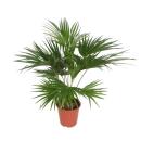Chinesische Schirmpalme – Livistona chinensis -...