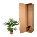 Chinesische Schirmpalme – Livistona chinensis - Grünpflanze - ca. 150cm hoch