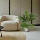 Chinesische Schirmpalme – Livistona chinensis - Grünpflanze - ca. 150cm hoch