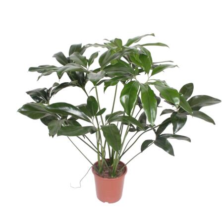 Ami des arbres - Philodendron "Green Wonder" - hauteur 100cm - pot 24cm