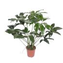 Ami des arbres - Philodendron "Green Wonder" - hauteur 100cm - pot 24cm