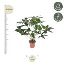 Ami des arbres - Philodendron "Green Wonder" - hauteur 100cm - pot 24cm