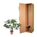 Ami des arbres - Philodendron "Green Wonder" - hauteur 100cm - pot 24cm