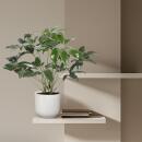 Ami des arbres - Philodendron "Green Wonder" - hauteur 100cm - pot 24cm
