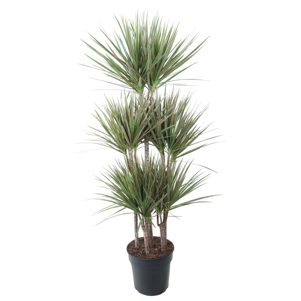 eibe früchte marmelade Europäische Eibe - Taxus baccata
