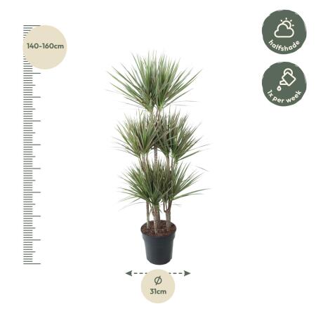 Drachenbaum - Dracaena marginata Bicolor - Karussel - ca. 150 cm hoch
