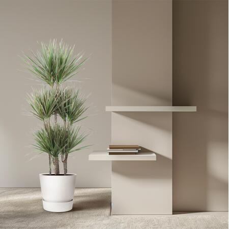 Drachenbaum - Dracaena marginata Bicolor - Karussel - ca. 150 cm hoch