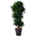 Drachenbaum - Dracaena compacta - Karussel - ca. 140 cm...