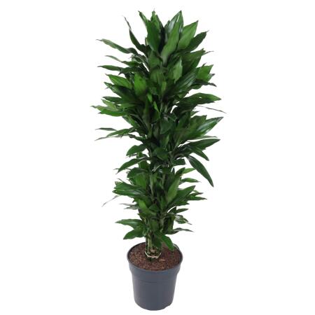 Drachenbaum - Dracaena deremensis "Janet Lind" - stark verzweigt- ca. 140-160cm hoch