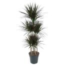 Drachenbaum - Dracaena marginata "Magenta" -...