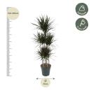 Drachenbaum - Dracaena marginata "Magenta" -...
