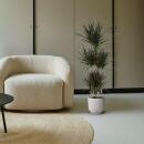 Drachenbaum - Dracaena marginata "Magenta" - Karussel - ca. 150cm hoch