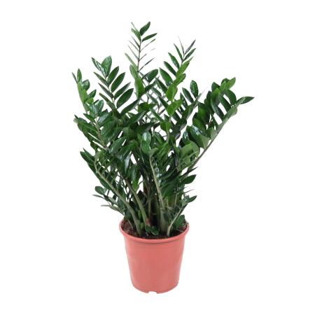 Zamioculcas zamiifolia - Zamio-Palme - Glücksfeder - Grünpflanze - ca. 100 cm