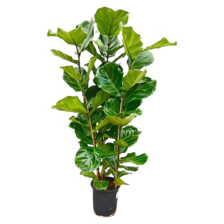 Ficus lyrata - Geigenfeige - Solitärpflanze - ca. 140cm hoch - 27cm Topf