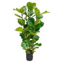 Ficus lyrata - violin fig - solitary plant - approx....
