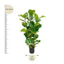 Ficus lyrata - violin fig - solitary plant - approx....