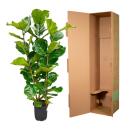 Ficus lyrata - Geigenfeige - Solitärpflanze - ca. 140cm hoch - 27cm Topf