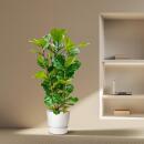 Ficus lyrata - Geigenfeige - Solitärpflanze - ca. 140cm hoch - 27cm Topf