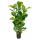 Ficus lyrata - Geigenfeige - Solitärpflanze - ca. 140cm hoch - 27cm Topf