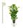 Ficus lyrata - Geigenfeige - Solitärpflanze - ca. 140cm hoch - 27cm Topf