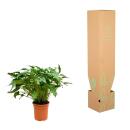 Philodendron Xanadu - Exotischer Baumfreund - ca. 80 cm hoch