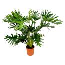 Philodendron Selloum - Ami des arbres - purificateur dair...
