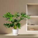 Philodendron Selloum - Ami des arbres - purificateur dair & facile dentretien - pot de 24 cm - hauteur denviron 100cm