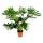 Philodendron Selloum - Ami des arbres - purificateur dair & facile dentretien - pot de 24 cm - hauteur denviron 100cm