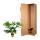 Philodendron Selloum - Ami des arbres - purificateur dair & facile dentretien - pot de 24 cm - hauteur denviron 100cm
