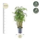 Polyscias hawaiiana "Ming" - Fiederaralie - Petersilienbaum - ca. 100 cm hoch