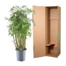 Polyscias hawaiiana "Ming" - Fiederaralie - Petersilienbaum - ca. 100 cm hoch